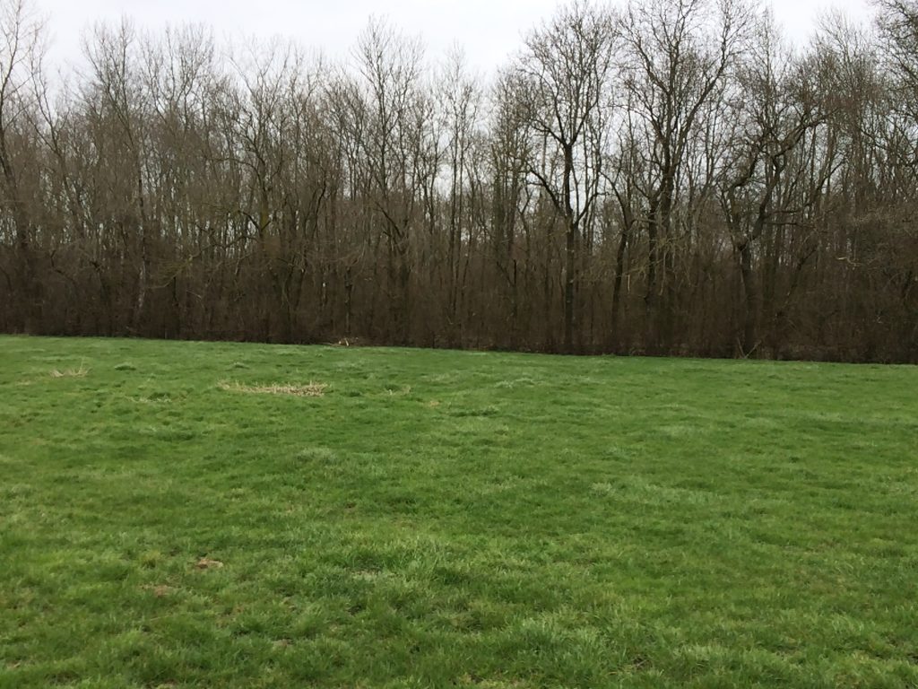 Green field with low grass, bordered by trees. Southwest edge of Montrecourt Wood, France